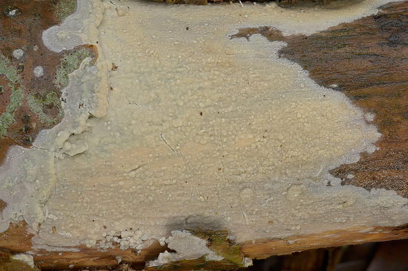 Gloeocystidiellum porosum